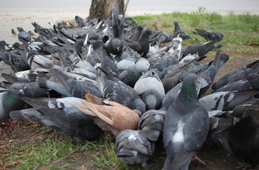 a flock of birds pigeons in the city the inhabitants collect food from the ground spread the infection