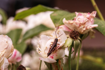 bug on a flower