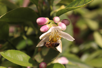 Obraz premium bee on flower