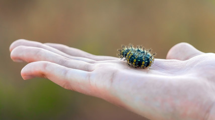Panorama frame Black caterpillar with many legs and bright yellow spots at the palm of a hand