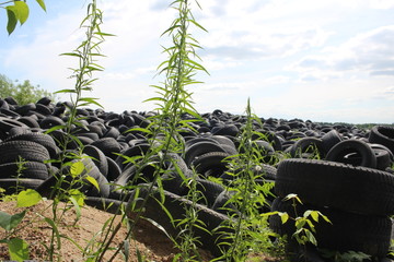 Obraz premium old unnecessary rubber tires from the wheels are disposed of a huge pile in a landfill pollutes nature with waste a danger to the environment