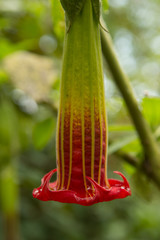 Red Trumpet Flower in Garden  at Bomboli Cloud Forest,  Ecuador
