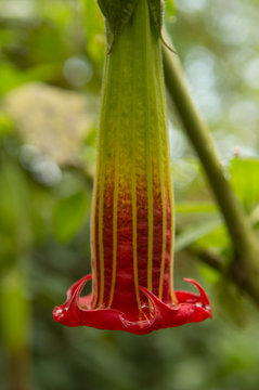Red Trumpet Flower in Garden  at Bomboli Cloud Forest,  Ecuador