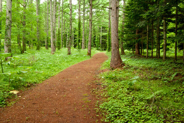 Obraz premium ウッドチップを敷き詰めた森の中の遊歩道安らぐ