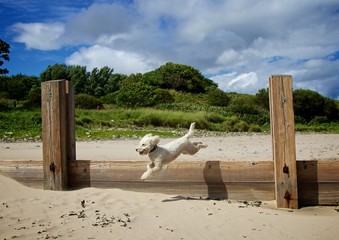 Miniature poodle - Dog epic running and jumping over timber groynes on Alnmouth beach in...