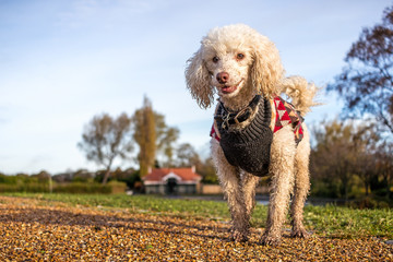 Happy Smiling Dog wearing a Sweater / Jumper Standing on gravel in Exhibition Park in Newcastle upon Tyne North East England. Blue Sky and Space for copy / text. - obrazy, fototapety, plakaty