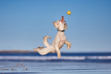 Miniature Poodle - Dog playing, Running  and jumping on british beach. Trying to catch yellow ball in the air - Portrait orientation action shot. Nice blue sky.
