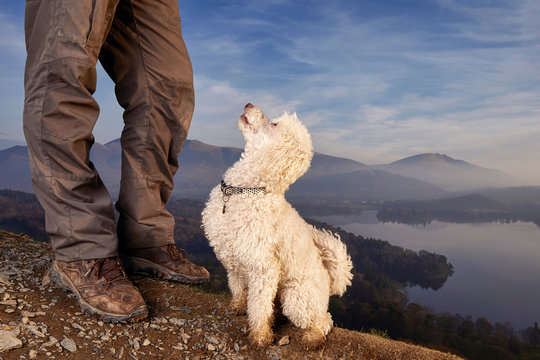 Miniature poodle dog looking at male Cynologist on top of a mountain in the Lake District, England. Stunning views over British countryside national park - Cat bells fell with space for text. Cynology