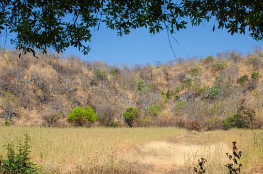 Dry tree and yellow grass on Khao Cha-ngum, Photharam, Ratchaburi, Thailand