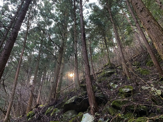 The Japanese forest where the sun rises.