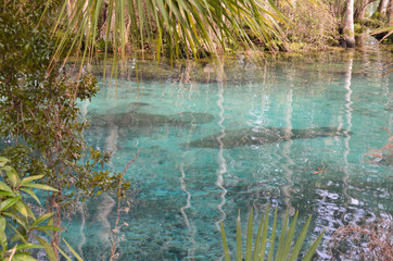 manatees in clear blue Florida spring