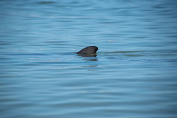 dolphin in water