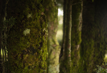 close up of the mossy trunk texture of a tree