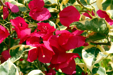 Trinitary flowers in a sunny day