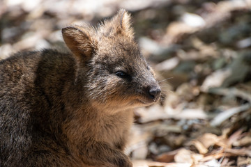 quokka 