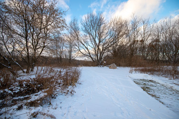Landscape with winter snowy forest in Michigan