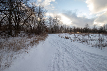 Obraz premium Landscape with winter snowy forest in Michigan