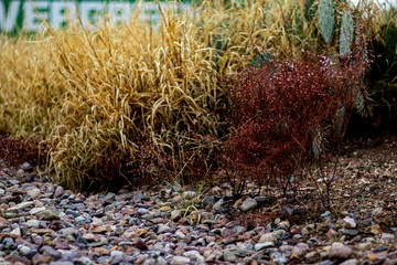 desert plants