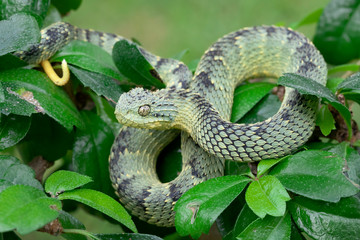 Colorful Bush Viper snake in tree (Atheris squamigera)