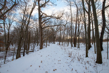 Landscape with winter snowy forest in Michigan