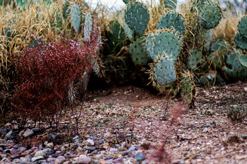 desert cactus
