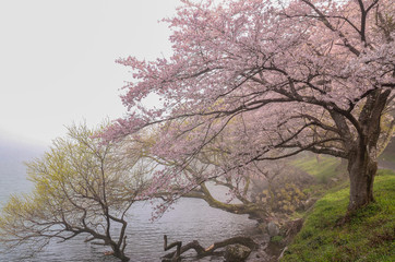Obraz na płótnie Canvas 滋賀の琵琶湖と桜
