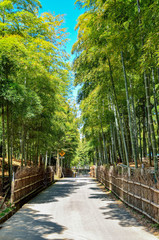京都　竹の径