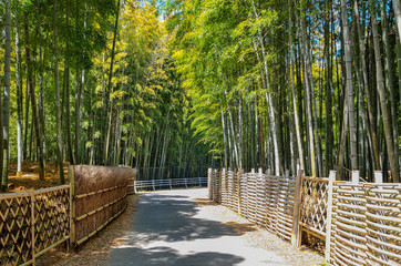 Obraz premium 京都 竹の径