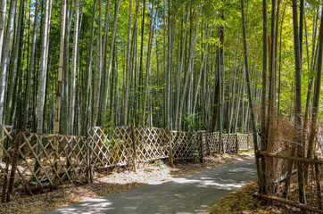 京都　竹の径