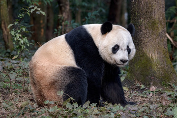 Obraz na płótnie Canvas Panda Bear Sitting in the Forest of Bifengxia Panda Reserve in Ya'an Sichuan Province, China. Fluffy Panda 