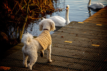 Miniature Poodle Pedigree Dog standing on a jetty wearing a sweater looking at and interacting with...