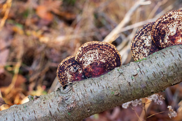 Red and brown polypore growing on a branch