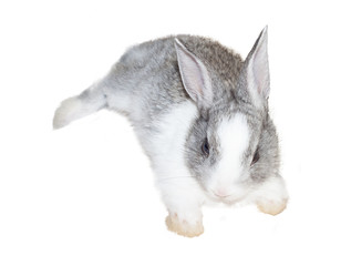 Little rabbit. Animal gesture isolated on white background.