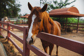 Young Horse's head close up, curious animal. Horse's head, funny horse. Brown horse close-up. Farm pets.