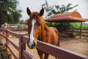 Young Horse's head close up, curious animal. Horse's head, funny horse. Brown horse close-up. Farm pets.