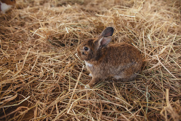 A cute rabbit is sitting on haystacks.  Easter bunny