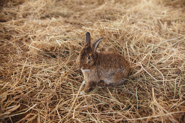 A cute rabbit is sitting on haystacks.  Farm bunny. 
