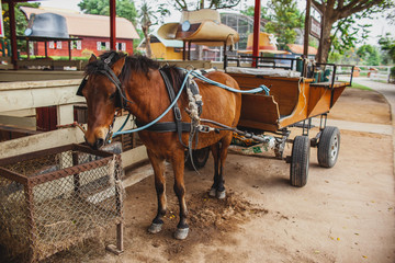 Fototapeta na wymiar Beautiful horse is lucky cart. Horse muzzle close-up in sun visors.