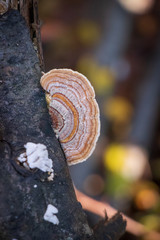Turkey tail mushroom (Trametes versicolor) growing on a breanch