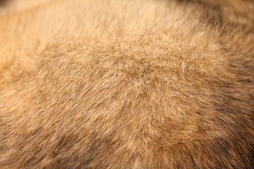 Abstract background of mixed breed dog fur close up. Domestic animal wool. Large or medium sized pooch. Sable colored fur