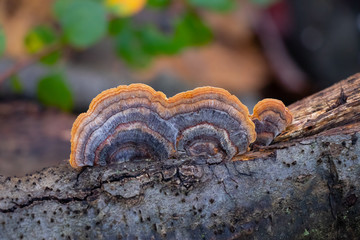 Turkey tail mushroom (Trametes versicolor) growing on a breanch
