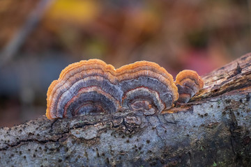 Turkey tail mushroom (Trametes versicolor) growing on a branch