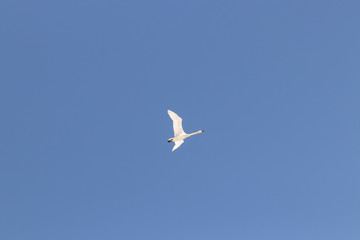 Flying white swan on a background of blue sky