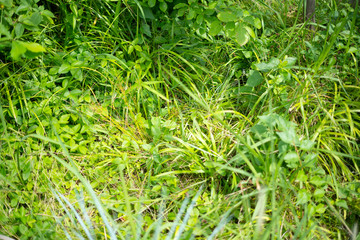 森・緑・夏・エコロジー