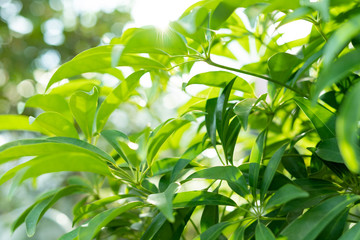 森・緑・夏・エコロジー