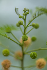 Green Dots Flower on gray background