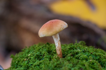 Edible brick cap mushroom (Hypholoma sublateritium) growing in moss