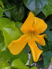 Closeup yellow flower. Flora concept. Vertical image