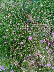 Purple grass flowers. Flora concept background.