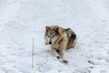  Grey wolf (Canis lupus)  also known in north america as Timber wolf in winter.